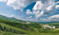 Il campo